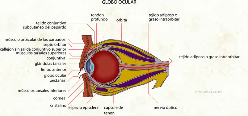 Globo ocular (Diccionario visual)